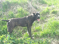 cane corso brindle female